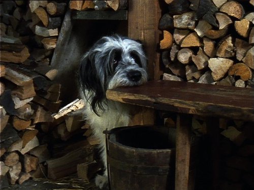 Weihnachten Mit Willy Wuff