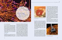 Das grosse Buch zur Schwangerschaft - Umfassender Rat für jede Woche, 5