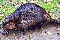 Erlebnis Natur 3D [Blu-ray], 3