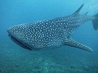 Big Mouth - Mein Freund der Walhai  [Blu-ray], 3