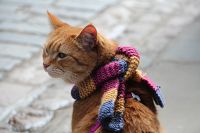 Bob und wie er die Welt sieht, 5