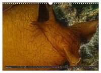 Unterwasser - Nacktschnecken 2025, 6