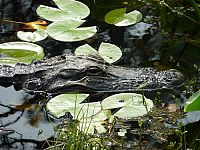 Königreich der Alligatoren [Blu-ray], 4