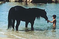 Der Schwarze Hengst - Der Schwarze Hengst kehrt zurück [DVD], 3