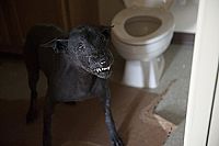 The Operator - Eine Marble Hornets Story [Blu-ray], 4