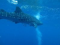 Big Mouth - Mein Freund der Walhai  [Blu-ray 3D], 6