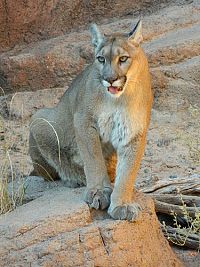 Weltnaturerbe USA - Grand Canyon Nationalpark [Blu-ray 3D], 4