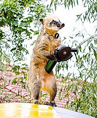 Bande de canailles  [DVD], 5