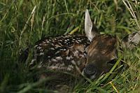 Mythos Wald [DVD], 7