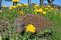 Ein Igel namens Hogi [DVD], 8