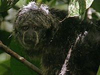 Ultimate Wildlife Vol. 7: Kälte & Primaten [DVD], 5