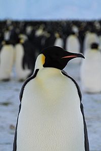 Pengi und Sommi - Die neue Reise der Pinguine [Blu-ray], 7