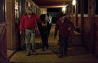 American Black Beauty [DVD], 6