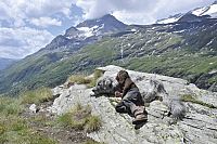 Belle & Sebastian [DVD], 3