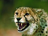 Im Königreich der Raubkatzen - Cats of Prey [DVD], 2