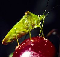 Big Bugs 3D - Kleine Krabbler ganz groß [Blu-ray 3D], 5