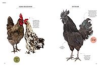 Vom Glück, mit Hühnern zu leben, 6