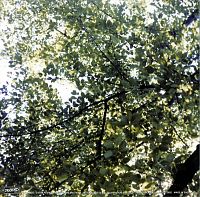 Different Damage [Vinyl], 1