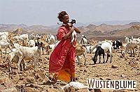 Wüstenblume [Blu-ray], 4