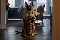 Dog - Das Glück hat vier Pfoten [DVD], 3