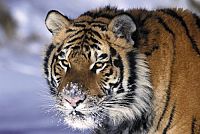 Wildes China [Blu-ray], 3