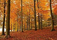 Wildes Grossbritannien [DVD], 2