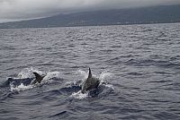 Azoren - Auf den Spuren von Entdeckern, Walen und Vulkanen [Blu-ray 3D], 2