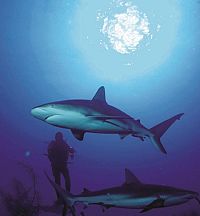 Haie hautnah [Blu-ray], 3