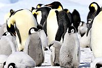 Antarctica - An Adventure Of Different Nature IMAX [Blu-ray], 3