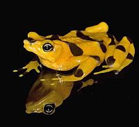 Frösche in Gefahr - Thin Green Line [Blu-ray], 5