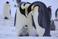 Pinguine hautnah [DVD], 5