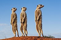 Neues von den Erdmännchen [DVD], 2