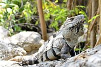 Galapagos - Das letzte Tierparadies auf Erden [DVD], 4