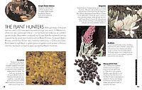 Chinesische Heilkräuter, 2