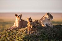 Le voyage de la vie [Blu-ray], 3