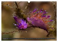 Unterwasser - Nacktschnecken 2025, 4