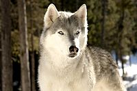 Ruf der Wildnis [DVD], 4