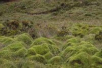 Azoren - Auf den Spuren von Entdeckern, Walen und Vulkanen [Blu-ray 3D], 7