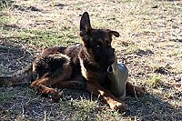 Mika - Dein bester Freund und grosser Held [DVD], 1