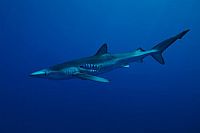 Unsere Erde - Unsere Meere  [DVD], 1