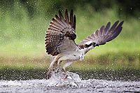 Unsere Wildnis [DVD], 2