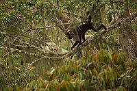 Das Geheimnis der Bäume  [Blu-ray], 6