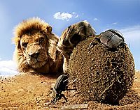 Hidden Kingdoms - Im Königreich der kleinen Tiere [Blu-ray], 6