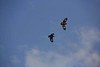 Indien - Auf den Spuren des Tigers [DVD], 3