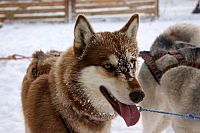 Der Husky Mann [Blu-ray 3D], 1