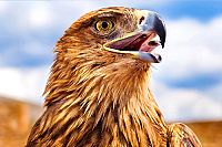 Alaska - Spirit Of The Wild IMAX [Blu-ray], 3