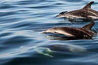 Patagonien - Von Camarones bis Darwins Rock [Blu-ray], 3