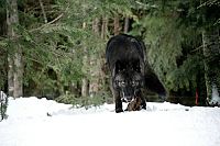 The Grey - Unter Wölfen [Blu-ray], 5