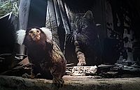 Hidden Kingdoms - Im Königreich der kleinen Tiere [DVD], 1