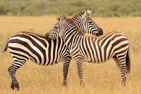 Wundervolles Afrika [Blu-ray 3D], 7